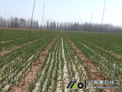 大蒜需肥特性 大蒜需肥特性