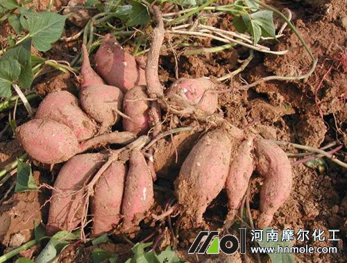 紅薯需肥特點(diǎn) 紅薯需肥特點(diǎn)