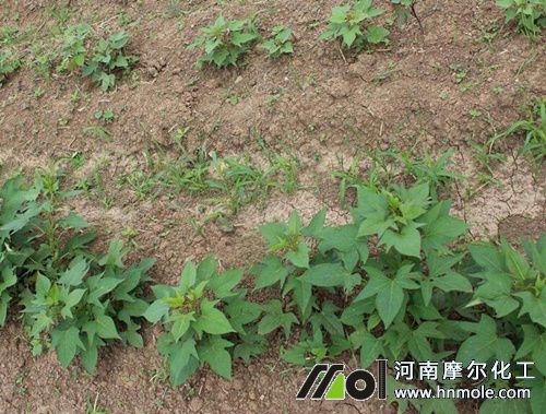 紅薯水溶肥正確使用方法 紅薯水溶肥正確使用方法