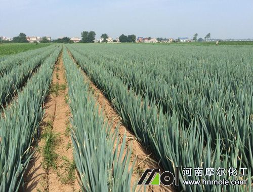 大蔥用什么含量的肥 大蔥用什么含量的肥