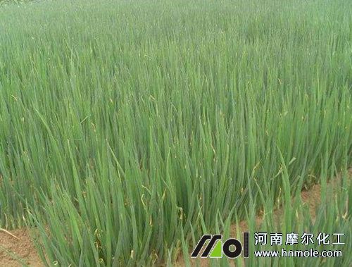 大蔥水溶肥用法 大蔥水溶肥用法