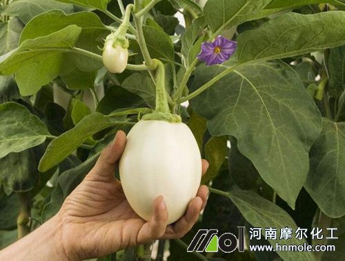 茄子最適合哪些水溶肥 茄子最適合哪些水溶肥