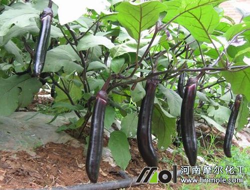 茄子施肥禁忌 茄子施肥禁忌