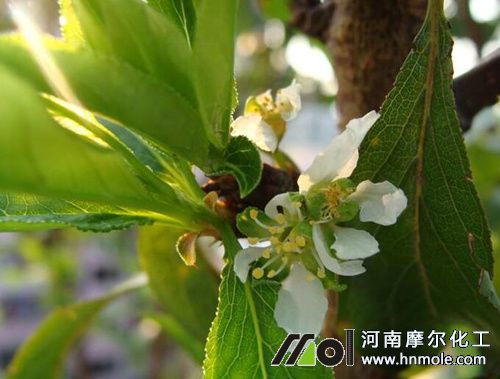 楊桃生長期施肥方法 楊桃生長期施肥方法