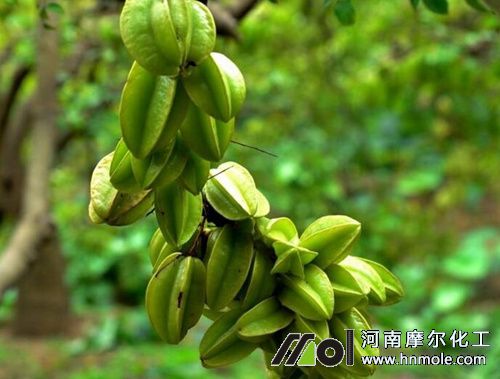 楊桃生長期施肥方法 楊桃生長期施肥方法