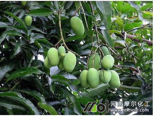 芒果坐果后施肥方法 芒果坐果后施肥方法