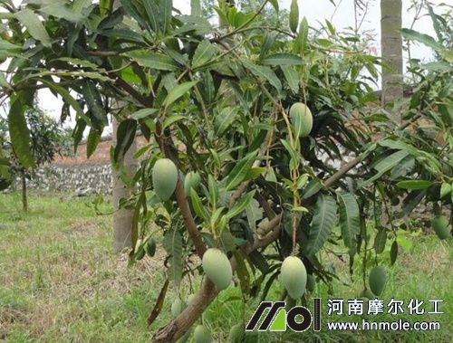 芒果種植條件 芒果種植條件