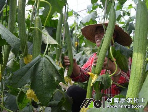 絲瓜施肥方法 絲瓜施肥方法