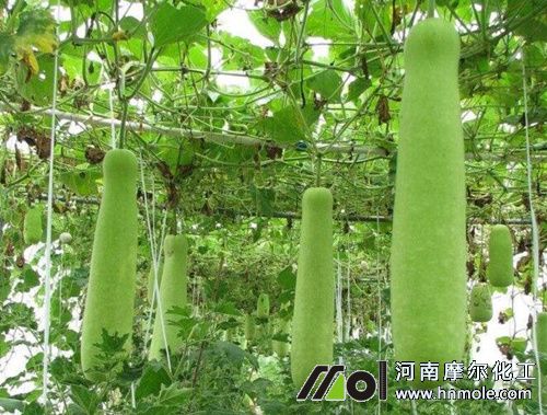 絲瓜施什么肥長得快 絲瓜施什么肥長得快