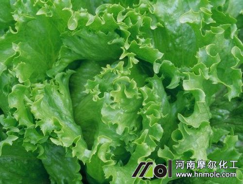 結球生菜需肥特點 結球生菜需肥特點