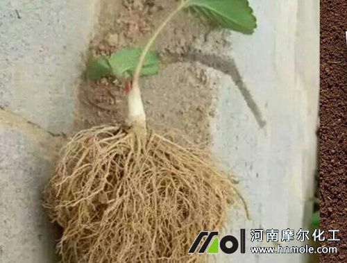 草莓不生根原因 草莓不生根原因