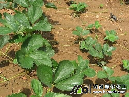草莓種植施肥 草莓種植施肥