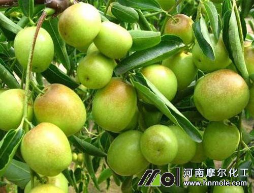 棗樹水溶肥使用方法 棗樹水溶肥使用方法