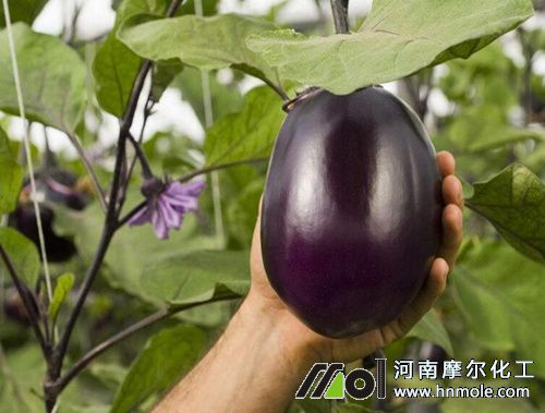 茄子需肥特點(diǎn) 茄子需肥特點(diǎn)