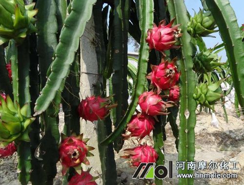 火龍果需肥特點 火龍果需肥特點