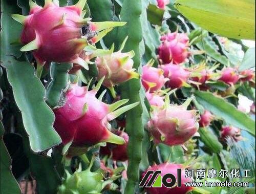 火龍果水溶肥使用方法 火龍果水溶肥使用方法