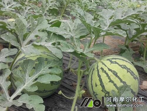 西瓜水溶肥用法 西瓜水溶肥用法