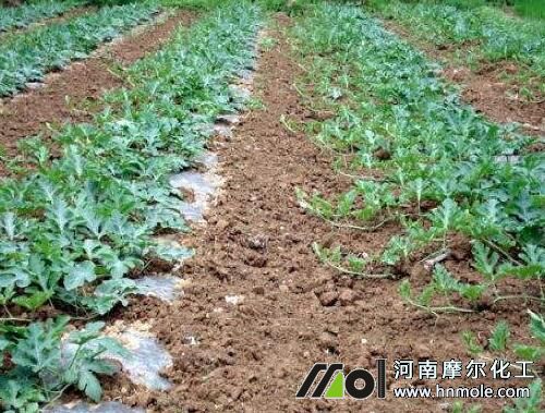 水溶肥西瓜用法 水溶肥西瓜用法