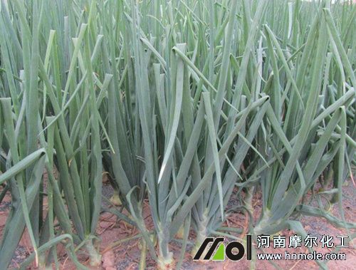 洋蔥施肥方法 洋蔥施肥方法
