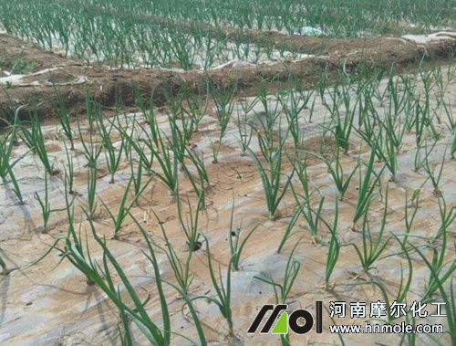 洋蔥水溶肥使用方法 洋蔥水溶肥使用方法