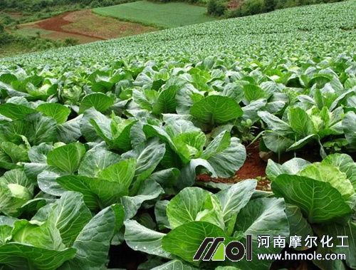 水溶肥適用蔬菜種類 水溶肥適用蔬菜種類