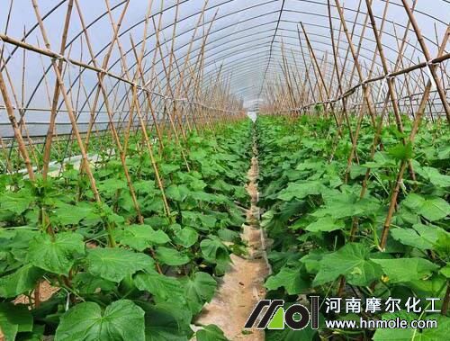 用好蔬菜水溶肥要領 用好蔬菜水溶肥要領