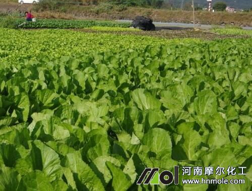 蔬菜水溶肥正確用法 蔬菜水溶肥正確用法