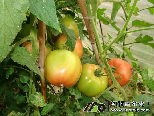 西紅柿膨大素用法 西紅柿膨大素用法