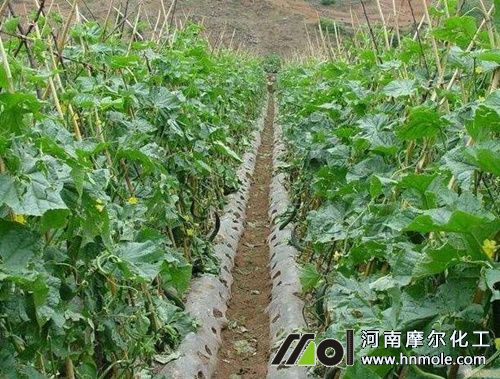 蔬菜水溶肥的正確用法 蔬菜水溶肥的正確用法