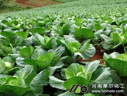 水溶肥稀釋及兌水 水溶肥稀釋及兌水