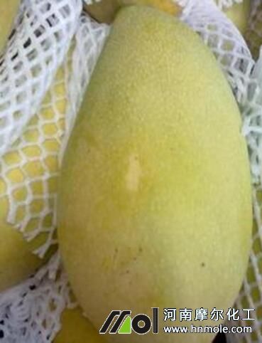 裝箱的芒果 裝箱的芒果