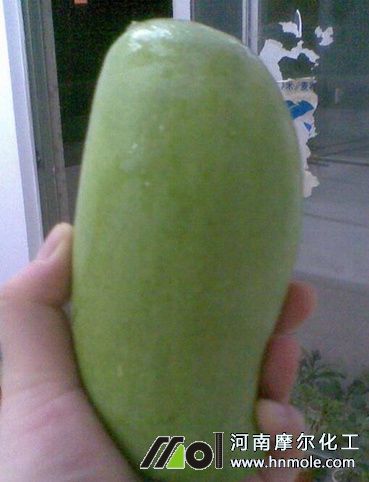 芒果成熟 芒果成熟