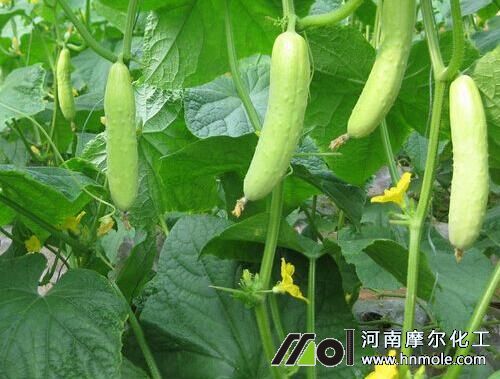 黃瓜頭頂起楞發黃原因 黃瓜頭頂起楞發黃原因