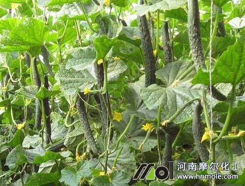 黃瓜怎么施肥 黃瓜怎么施肥