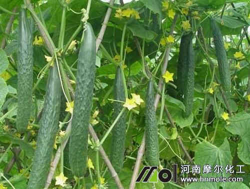 黃瓜水溶肥用法用量 黃瓜水溶肥用法用量
