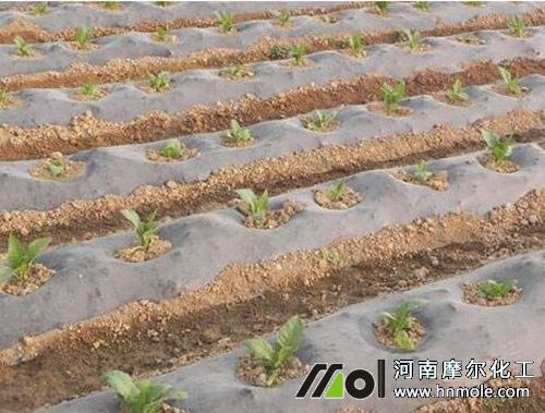 煙草一畝地種植數量 煙草一畝地種植數量