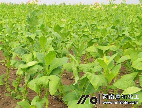 煙草的需肥特點 煙草的需肥特點