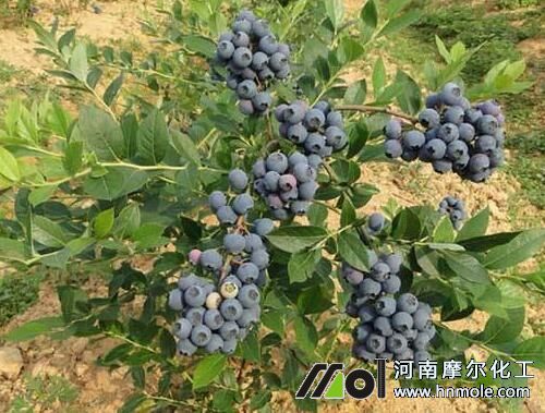 藍莓需肥規律 藍莓需肥規律