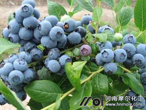 藍莓的肥料配比 藍莓的肥料配比