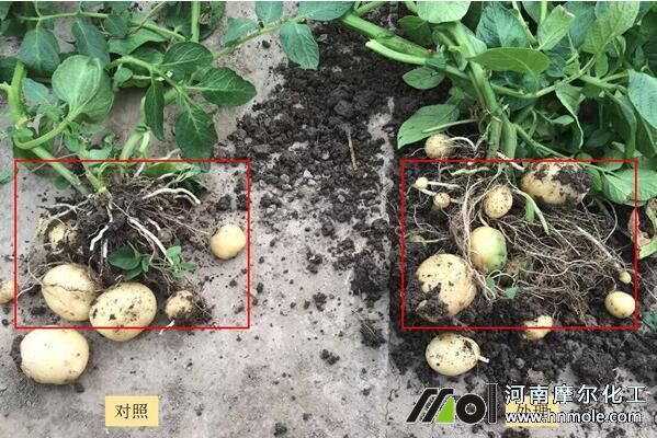 土豆水溶肥使用效果 土豆水溶肥使用效果