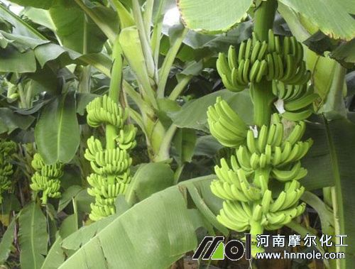 香蕉種植密度 香蕉種植密度