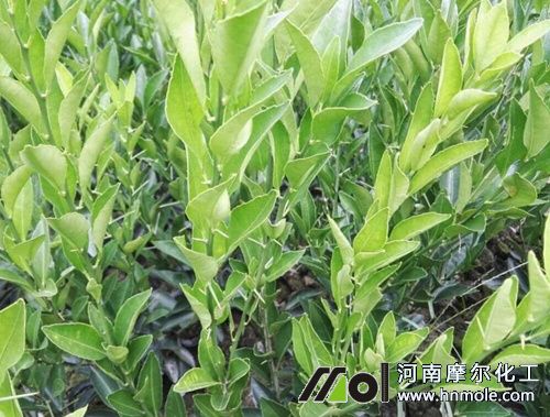 蜜桔樹幼樹期 蜜桔樹幼樹期