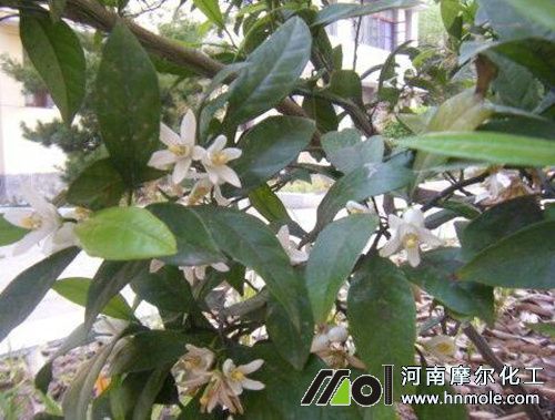 桔樹開花期 桔樹開花期