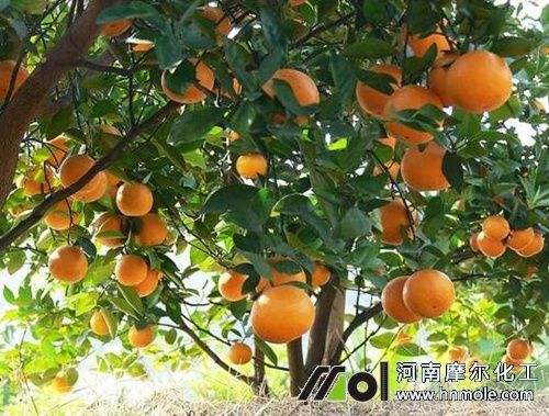 桔樹結果期 桔樹結果期