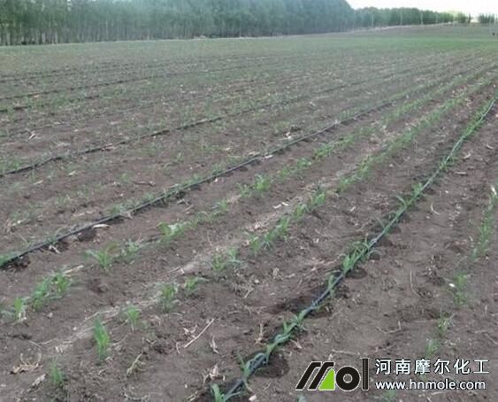 水溶性肥料高效用法 水溶性肥料高效用法