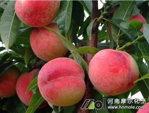 桃樹成熟期追施水溶肥 桃樹成熟期追施水溶肥