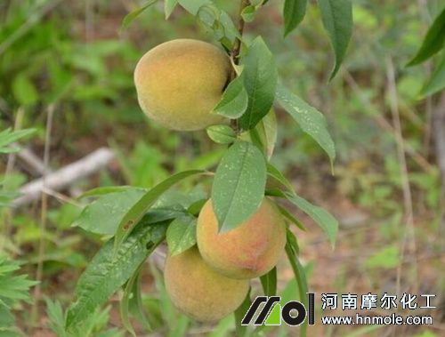 桃樹結果期追施水溶肥 桃樹結果期追施水溶肥