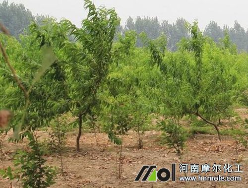 桃樹花前期追施水溶肥 桃樹花前期追施水溶肥