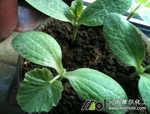 西葫蘆促瓜期 西葫蘆促瓜期