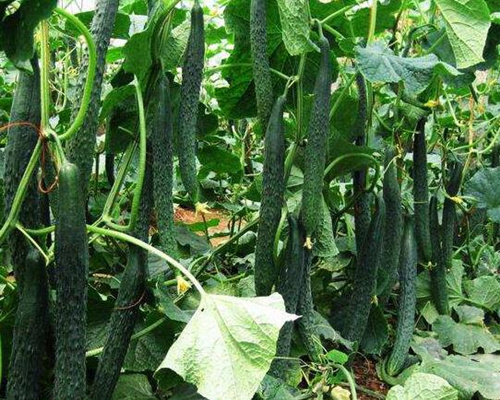 黃瓜水溶肥選擇 黃瓜水溶肥選擇